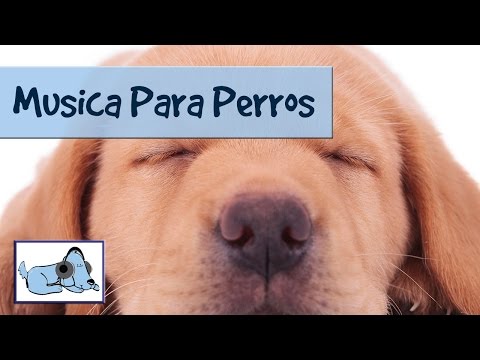 Nuestra propia relajacion para perros - quizas demasiado