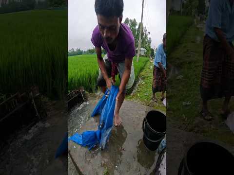 Best Traditional Net Fishing Video After Rain #fish #fishing #fishingvideo