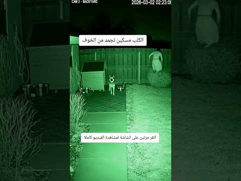 الكلب مسكين تجمد من الخوف #ماورائيات #رعب_حقيقي_لو_شفت_الفيديو😨😨 #رعب