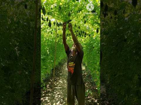 একজন সরল মানুষের সুন্দর ক্ষেত। #shortvideo #shorts #short #nature #agriculture