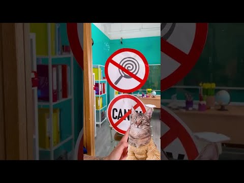 Miau! 😻🍭🍬🍫 Meister darin, heimlich Essen in die Klasse zu schmuggeln! #miautastisch