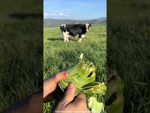Cows really won't eat this grass |#shorts