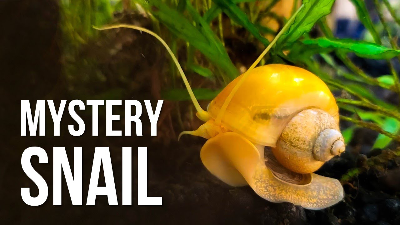 Why Does My Snail Keep Falling   7 Surprising Reasons