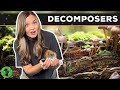 Exploring the Role of Decomposers in Ecosystems