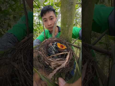 Thăm lại tổ chim nghi Tu Hú đẻ vào.