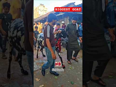 Heaviest Bakra Surat😍♥️ #bakraeid #bakraeid2025 #bakraeidspecial #bakra #goats #trending #biggoats