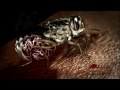 Understanding African Sleeping Sickness