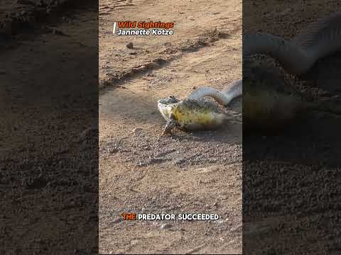 Brave Frogโs Daring Escape from a Deadly Snakeโฆ Until This Happened!