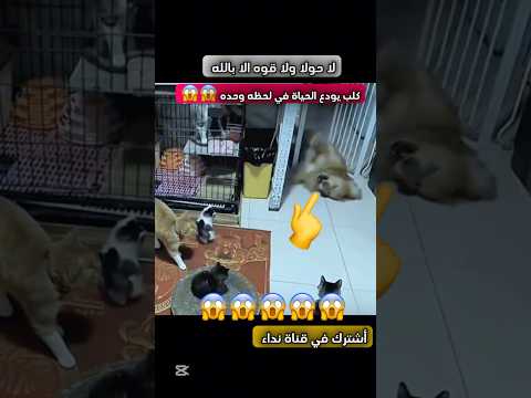 وكان الله غفور رحيمه #😱😱اشتركو في القناء