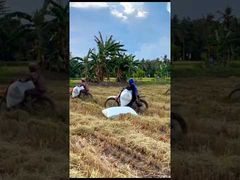 অন্যের সহযোগিতা ছাড়াই কৃষিকাজ করছে স্মার্ট কৃষকেরা #tending #farming