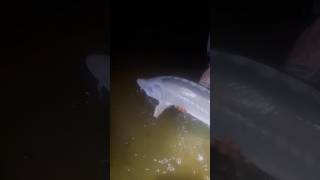 beautiful 😍 #fypviral #fishing #sturgeon #xyzbca