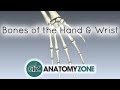 Carpal Bones and Hand Anatomy