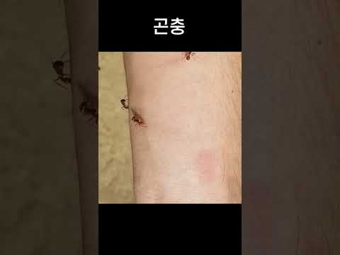 실제로 존재하는 가장 위험한 곤충 1편 #shorts