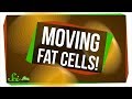 Understanding Fat Cells and Giant Viruses