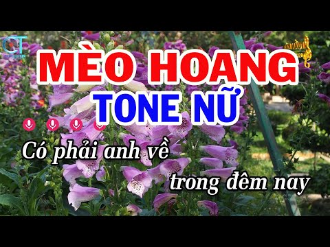 Karaoke Mèo Hoang Tone Nữ ( G#m ) Nhạc Sống Mới | Karaoke Tuấn Kiệt