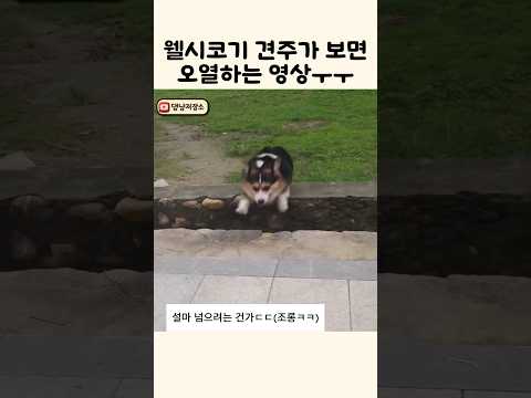 웰시코기 견주가 보면 오열하는 영상ㅜㅜ