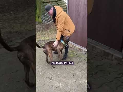 Proč jsou útulky plné?! 😨