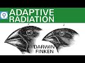 adaptive-radiation-darwin-finken/