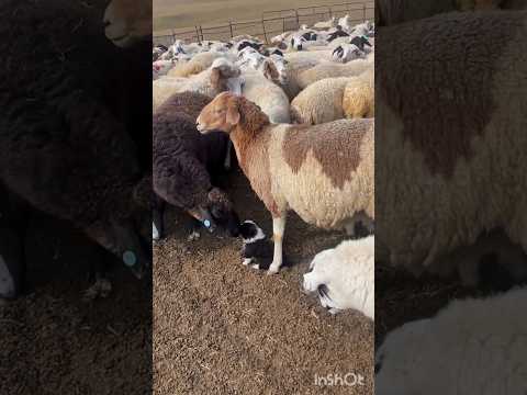 Sheep 🐏🐑 &baby dog 🐕#shortsvideo