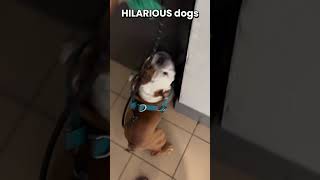 There is no way he brought an AIRHORN to his DOG 🤣