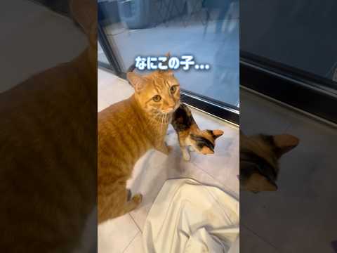子猫に気に入られすぎて戸惑う超甘えん坊の猫【とらまる】