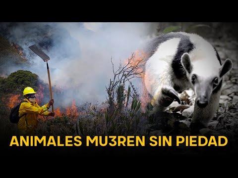 Tragedia: animales desesperados huyen y mueren por incendios forestales que destruyen todo a su paso