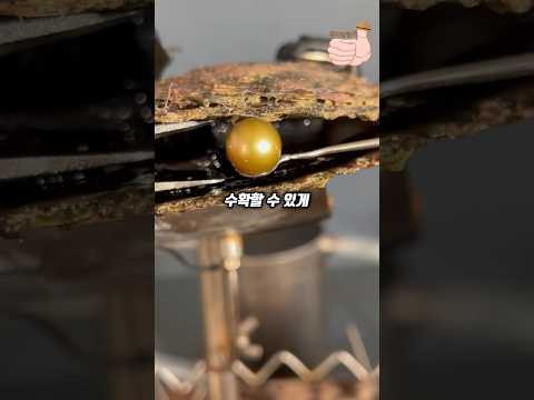 돌조각을 보석으로 만드는 마술🐚