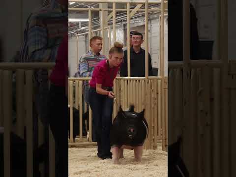Karis at a Pig Show vs Showing at a Pig Show! #pigs #stockshow