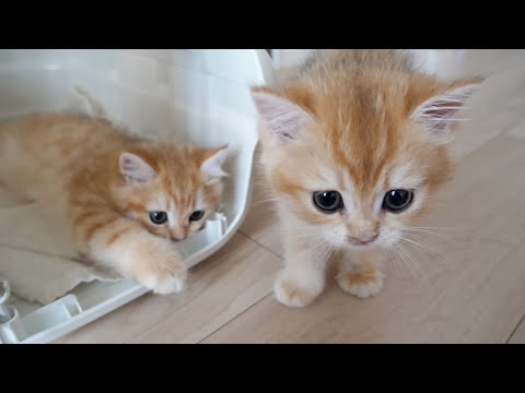 It's heartbreaking to see kitten Poco, who knows she has to say goodbye to her siblings...