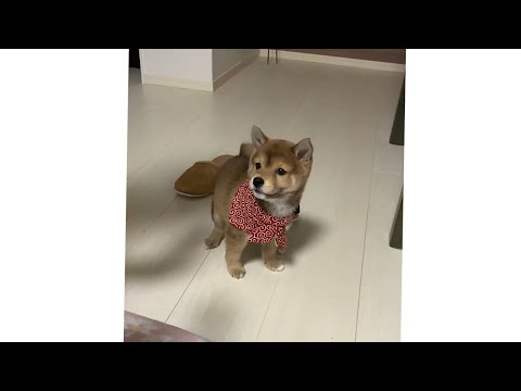 国宝級に可愛い柴犬の子犬　Shiba Inu #shorts