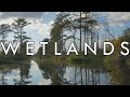 Exploring the Diversity of Wetland Biomes