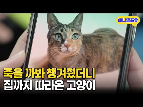 길거리에 버려진 고양이 챙겨 줬더니, 간택 당해 집사가 되버렸다 I KBS 라이브 오늘 250206 방송