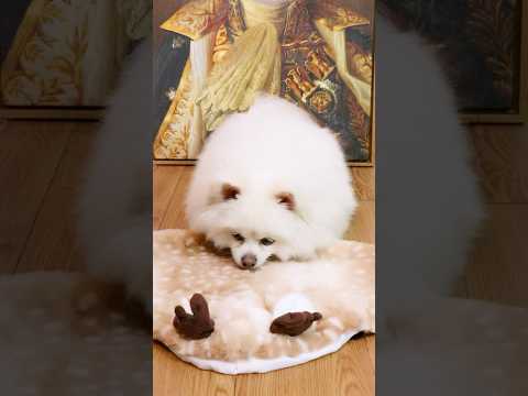 Nico doesn’t like fur!#nico #smartnico #funny #puppy #funnydogs