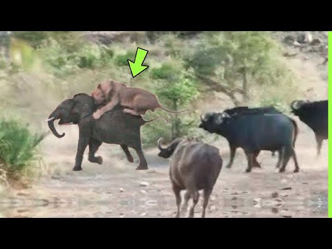 BÚFALOS SALVAM ELEFANTE DA MORTE