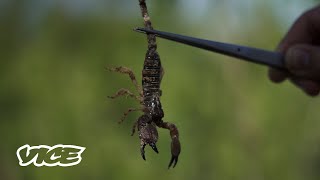 【VICE】サソリの猛毒を吸引する〈サソリ喫煙〉