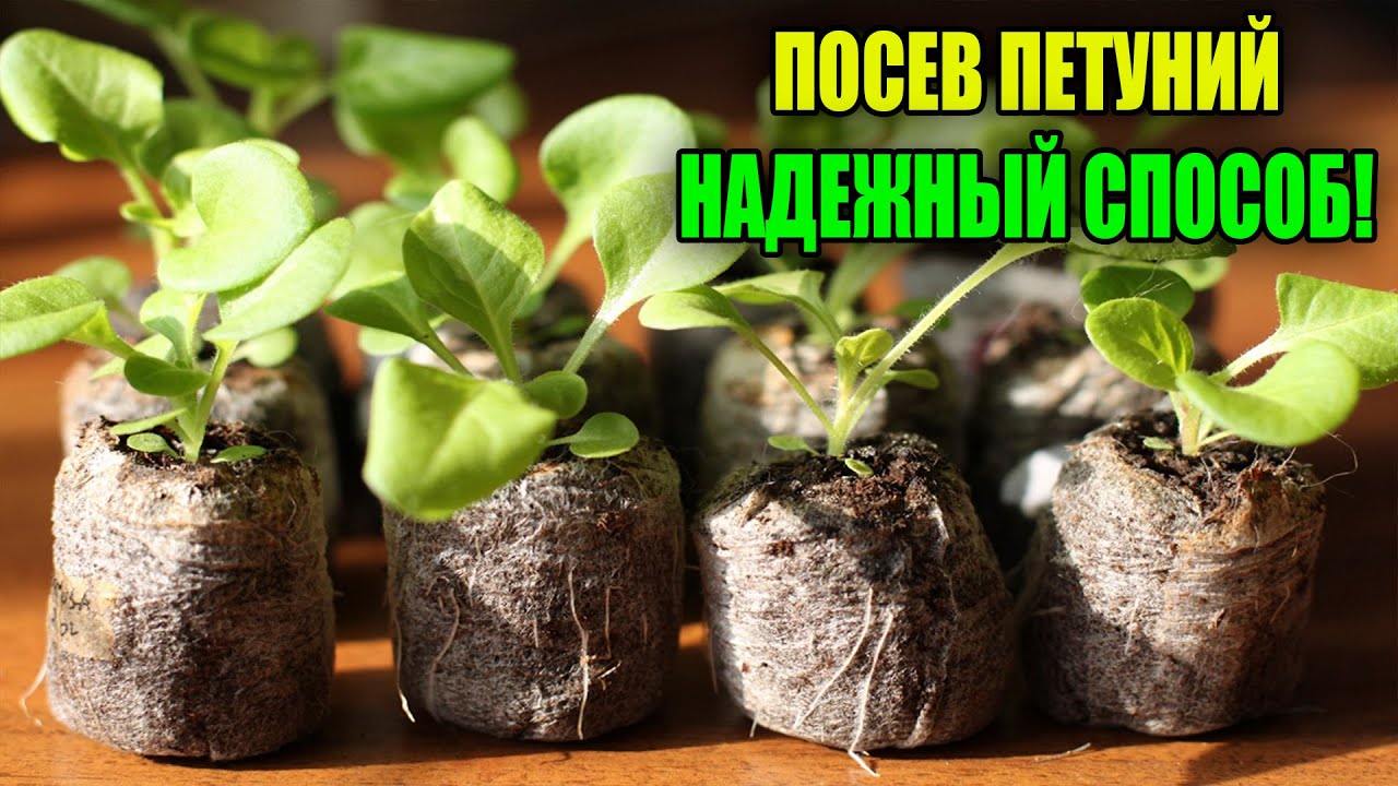 Посев петунии популярным способом в таблетки!