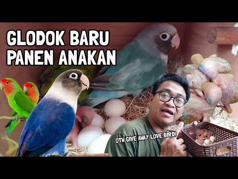 GLODOK BARU LANGSUNG PENUH ANAKAN BURUNG ⁉️AUTO PANEN BANYAK