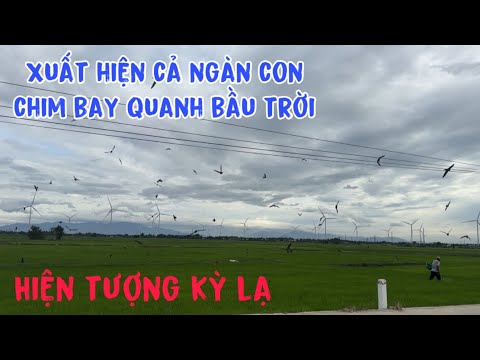 HIỆN TƯỢNG LẠ cả ngàn con chim bay quanh bầu trời