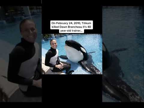 Animals That Have Killed People #shorts