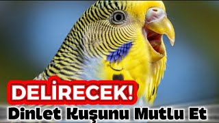 Muhabbet Kuşları Bu Sese Bayılıyor! 🐦 Deneyenler Etkisini Hemen Gördü!