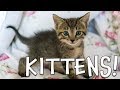 Kittens: Care and Behavior
