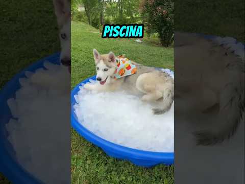 Imagina que tu perrito tiene mucho calor y quiere un hielo para refrescarse ¿Cual le darias?🧊🐶😱