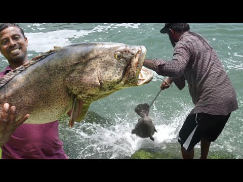 കൈ ചൂണ്ടയിൽ 12 kg.... ??/12 Kg Hamour Catch Through Hand Line From Sea