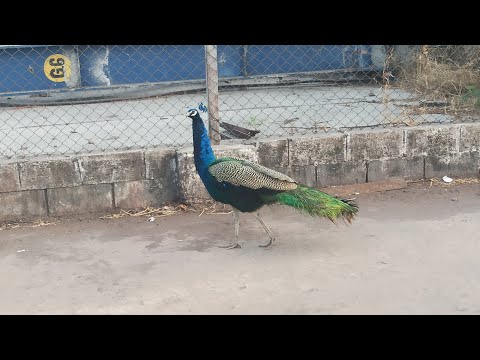 राष्ट्रीय पक्षी मोर। National bird mor