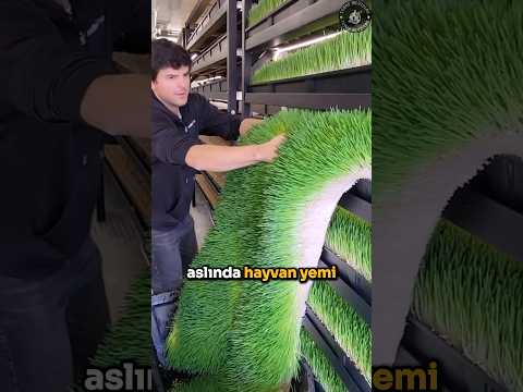 Bir Haftada Hasat Edilen Yem 🌱 🐮 😱