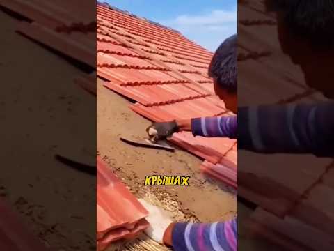 Почему тайцы строят глиняные Крыши?