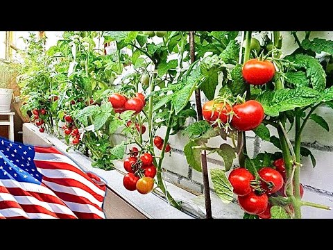 Так выглядит мой 🍅🥒огород в Америке #shorts