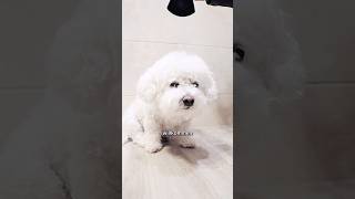 🏖️ Ferienwohnung in Utjeha, Montenegro mieten – Dein hundefreundlicher Urlaub am Meer 🇲🇪🐶⚡