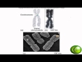 Mitosis and DNA Replication Concepts