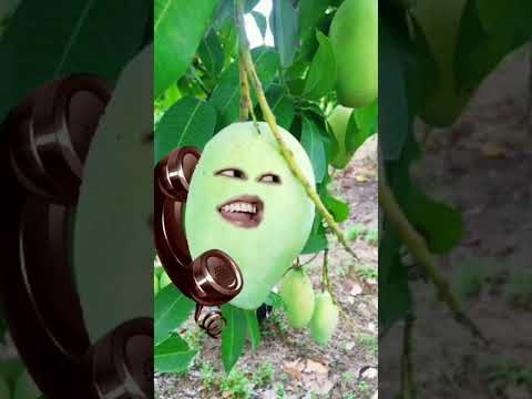 Bé xoài giải cứu người yêu